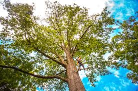 Lawn Watering Services in Philipsburg, PA